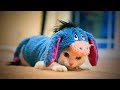 Cute Pets 🐱🐶 Lovely Cats And Dogs Wearing Costumes (Part 1) [Funny Pets]