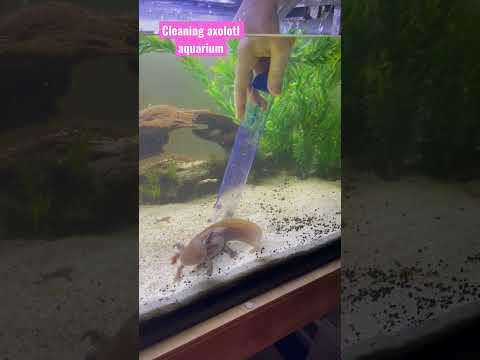 Cleaning Axolotl Aquarium