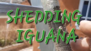 SHEDDING IGUANA | 2nd Shedding this year 2023 | Iguana Ganti Kulit