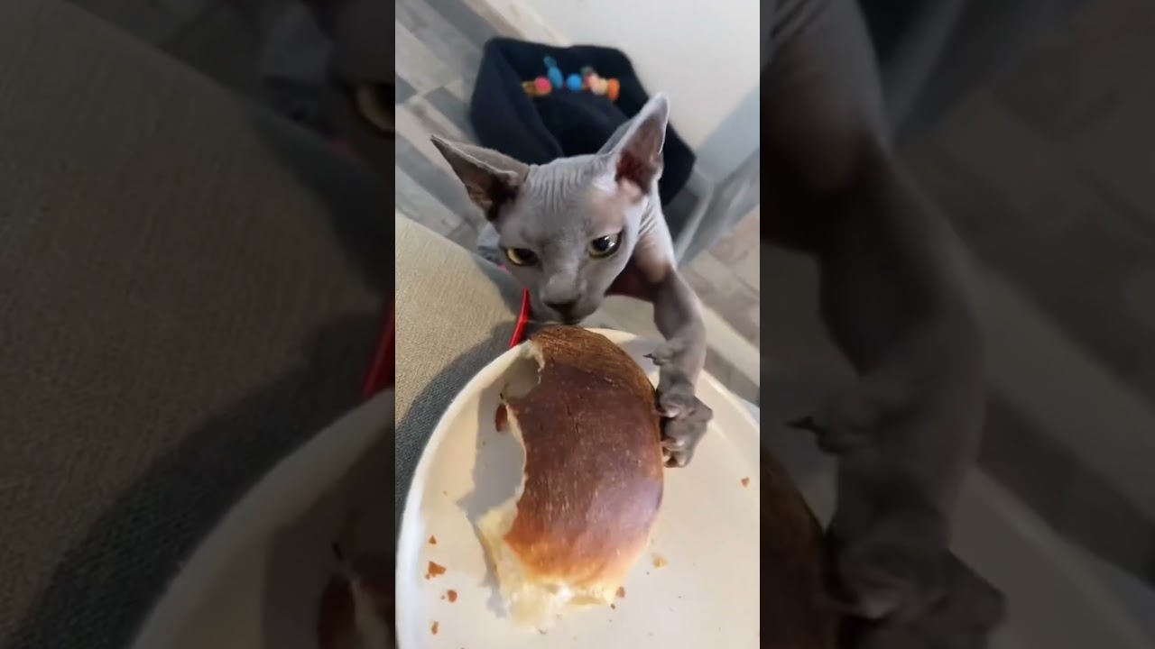 кота поймали на краже еды. 