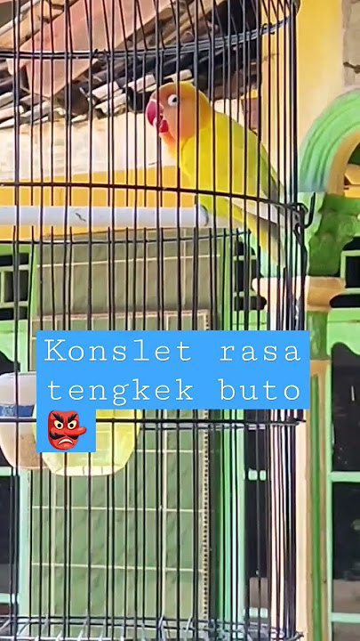 🔴 Lovebird KONSLET suara tengkek buto #mangkicauoffecial