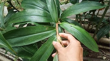 Cây mía dò - vị thuốc quý chữa các bệnh về gan và thận, viêm tai giữa, thấp khớp. Sđt: 0388 984 410