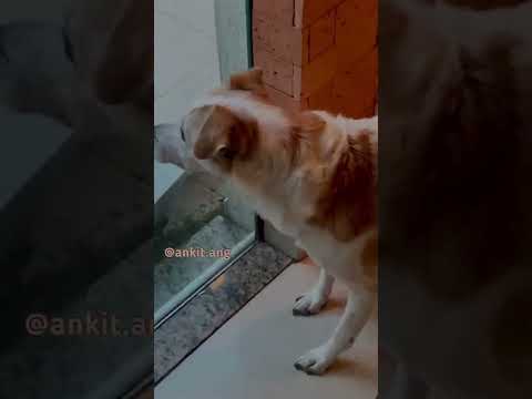 dog seeing cat and cat give bad words| #shorts ##viral
