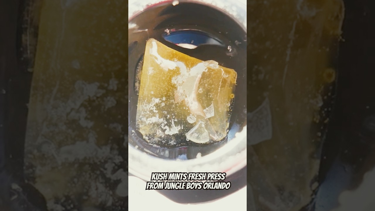 Jungle Boys Florida Fresh Press 📸 