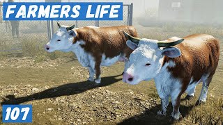 видео: Farmer's Life - Продаю СТАРЫХ КОРОВ.  Сбор УРОЖАЯ.  Делаю КОРМ.  Новая ПОСТРОЙКА # 107 картинка: Farmer's Life - Продаю СТАРЫХ КОРОВ.  Сбор УРОЖАЯ.  Делаю КОРМ.  Новая ПОСТРОЙКА # 107