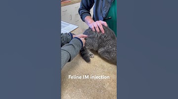 Feline intramuscular injection