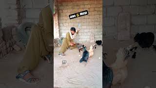 💥😎🐓Royal Feeding Style Of Jawa Rooster #shorts #viralvideo #youtubeshorts #aseelmurga