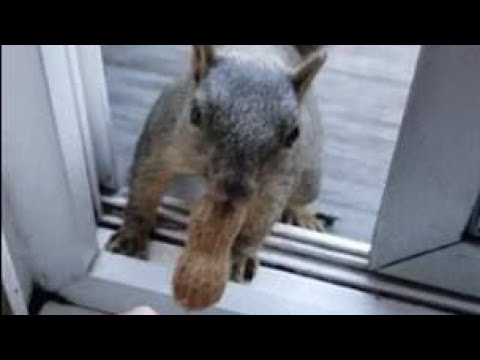 Wild Squirrel Waits Patiently At The Window Every Morning To Be Given a Peanut