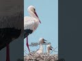 Лелеки — птахи, що приносять щастя