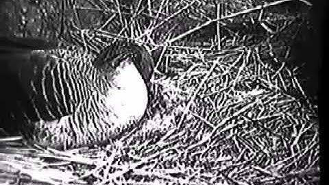 Fixed Action Pattern   YouTube 360p