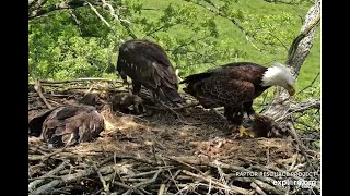 Mom DNF brings back two baby raccoons 秃鹰  Decorah Eagles   North Nest  2024 05 29