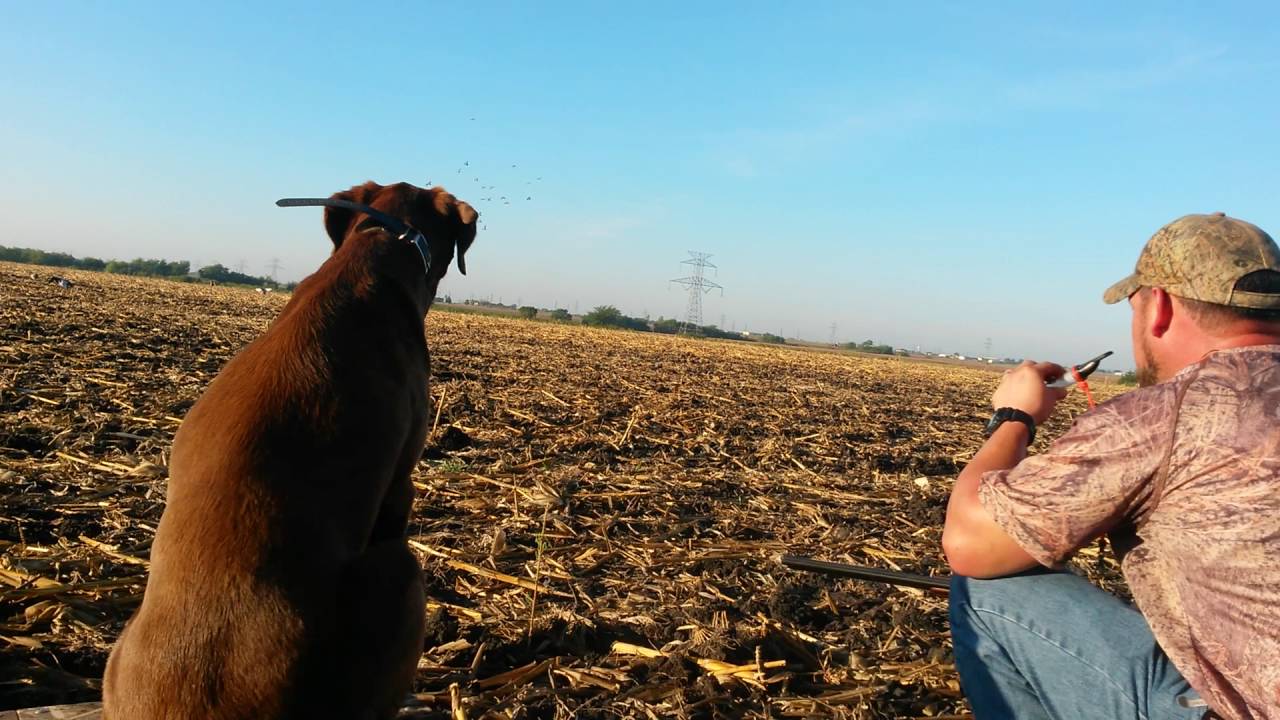 North Texas Retriever Trainers YouTube