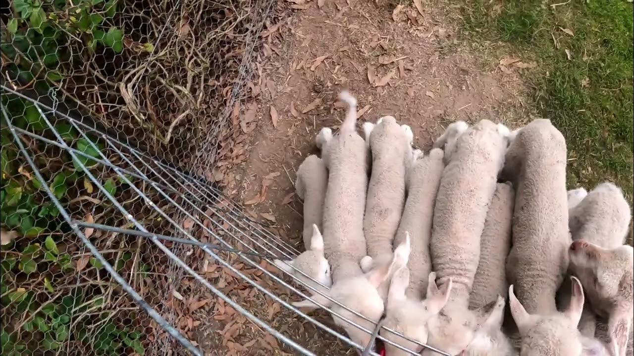 Poddy Lambs Are A Lot of Work! Sheep Farming Australia [EP.50] YouTube