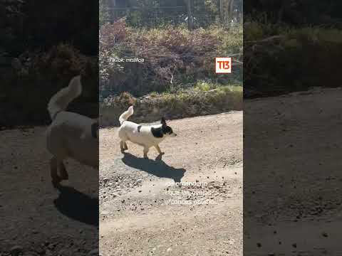 Video: Cómo tomar fotos de la tarjeta navideña de tu cachorro que realmente vale la pena compartir