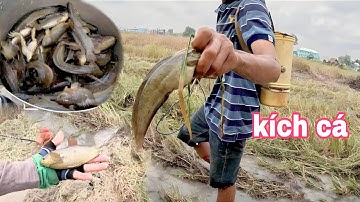 theo máy cắt lúa kích cá trê vàng khủng cá thấy mê, hoàng tuấn gò Công,, kênh Htgc tập 52,