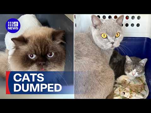 Search underway for culprits behind cat dumpings | 9 News Australia