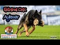 Wusv 2017 marek cerny extreme orex aykmar obedience b 93pts