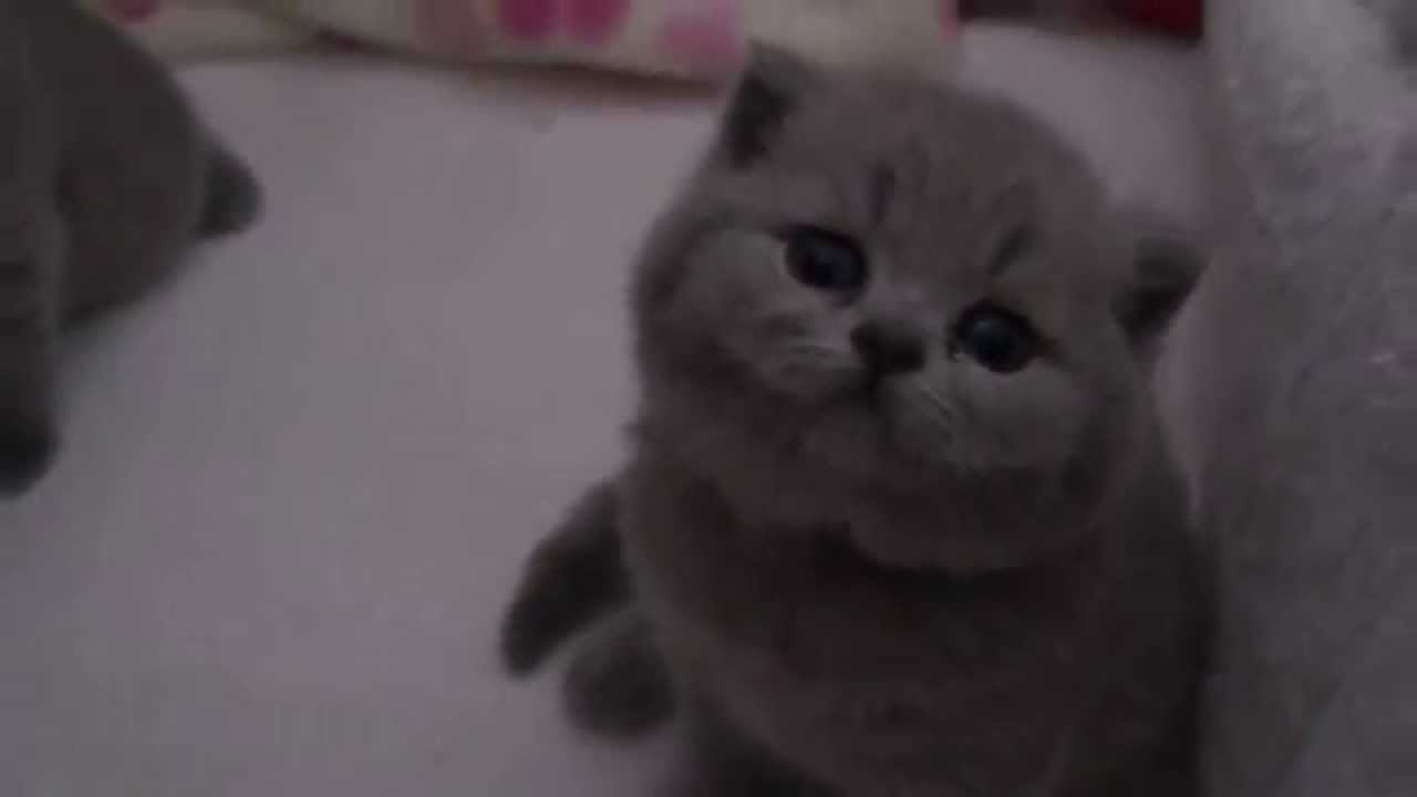 Xavery, Xena, Xolani, Xander   -  maluszki Mercedesi