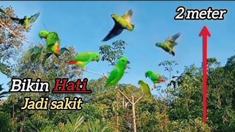 mikat burung serindit pakai pulut lidi‼️ di bikin kecewa kalau tidak tau teknik dan caranya