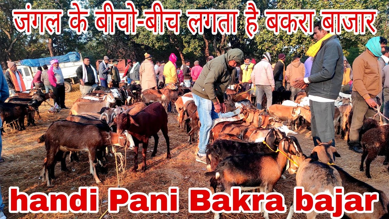 Odisha ke junglon mein lagne wala handi Pani Bakra bajar#handipanibazar