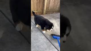 Bernese Mountain Dog Puppy vs broom