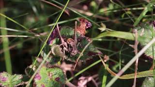 Dark Bush-Cricket stridulating Profile