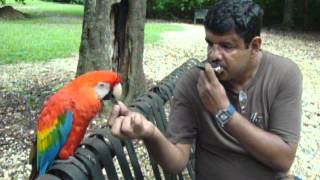 Vicente Con La Guacamaya