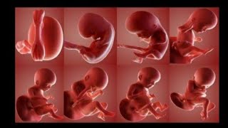 How a egg transform to Feotus (baby) animation| Le miracle de la vie simulation 3D d'une grossesse|