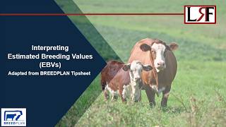 Interpreting EBVs A Dummie S Guide To Estimated Breeding Values Ebvs In Beef Cattle Technical 6