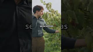 Estos son los 5 países con los mejores vinos del mundo