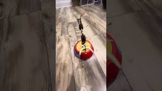 VINTAGE & MINT! 1991 Yahoo Buckaroo Game Wild Bucking Bull Milton Bradley VIDEO