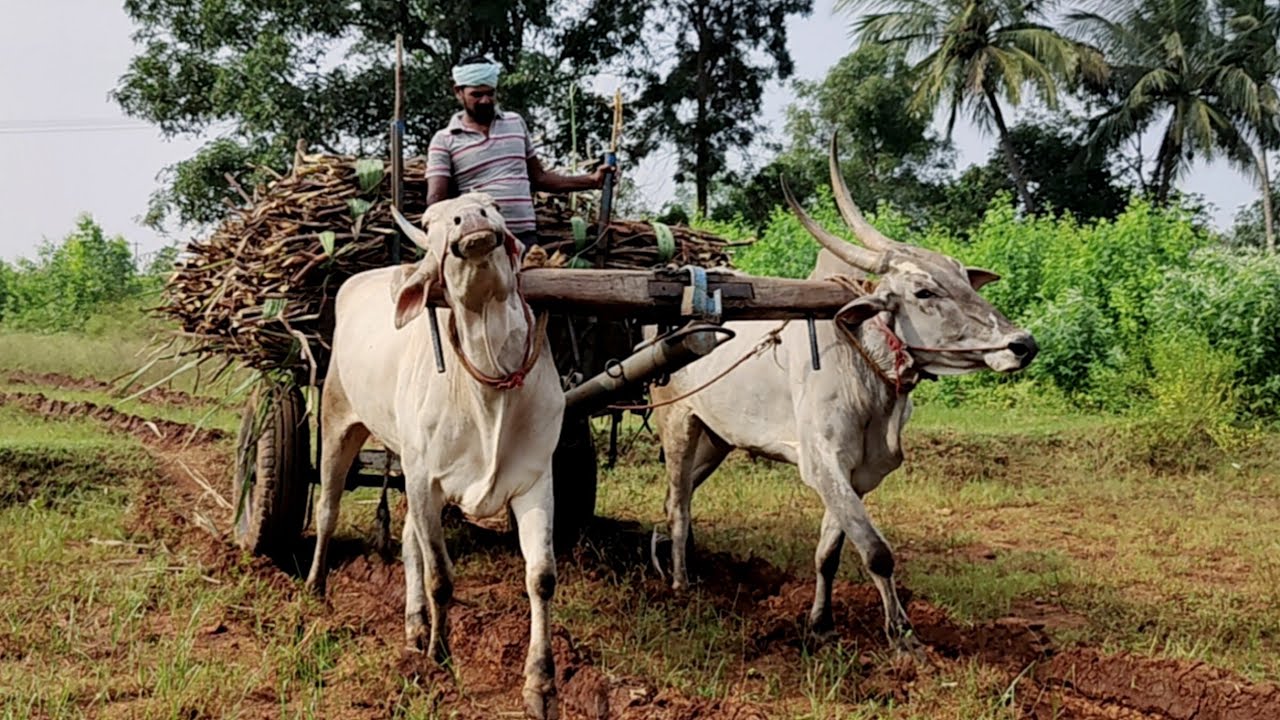 Bullock Cart Fully Loaded Sugarcane | bullock video