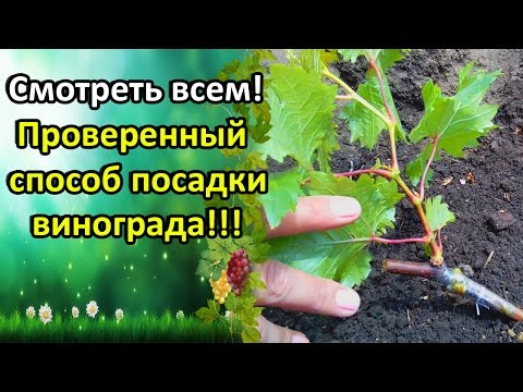 СМОТРЕТЬ ВСЕМ!!! САМЫЙ ПРОВЕРЕННЫЙ СПОСОБ ПОСАДКИ ВИНОГРАДА!