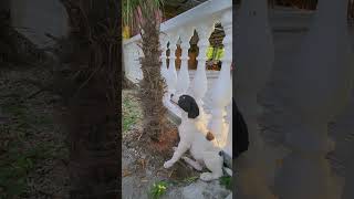 Dog Ate Palm Tree