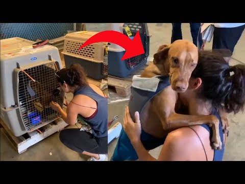 Dog Hugs and Doesn't let go of Owner on Reuniting With Her After Long Time - 1133117