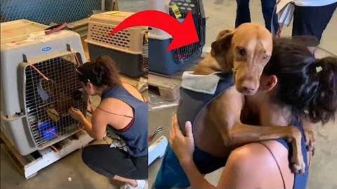 Permanent Link to Dog Hugs and Doesn\’t let go of Owner on Reuniting With Her After Long Time – 1133117