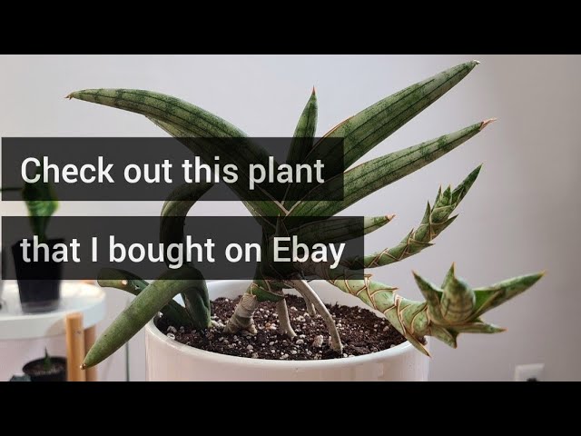 サンスベリア スッフルティコーサ S. suffruticosa Check out this cool plant Sansevieria suffruticosa 
