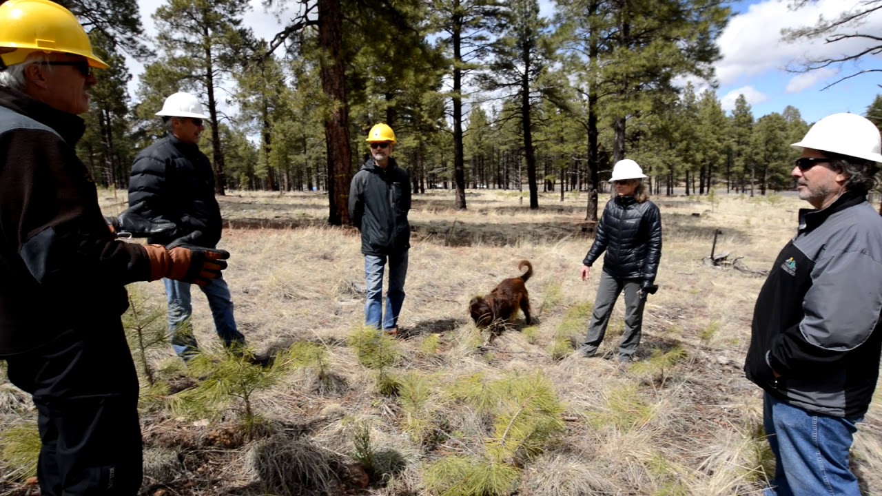 Four Forest Restoration Initiative 4FRI Part I YouTube four-forest-restoration-initiative-4fri-part-i-youtube