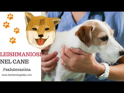 Leishmaniosi nel cane: sintomi, test, vaccino, cure