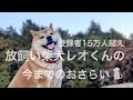 放飼い柴犬レオくんの今までのおさらい🐕
