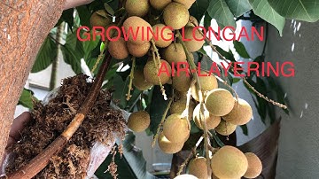 HOW TO AIR LAYER LYCHEE | LONGAN TREES -A guide for beginners!