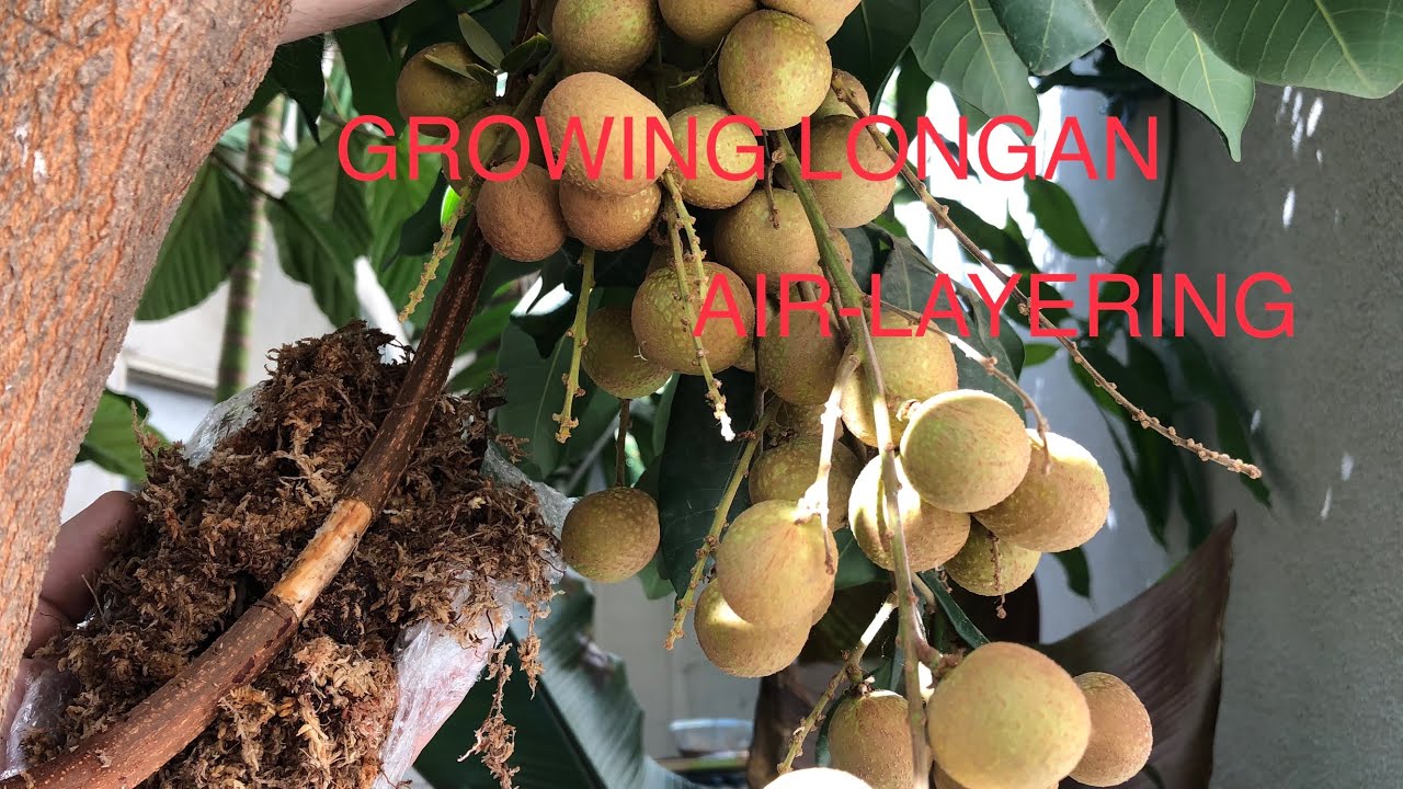 HOW TO AIR LAYER LYCHEE | LONGAN TREES -A guide for beginners! - YouTube