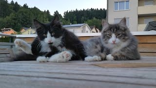 Norwegian Forest Cat: Eddie & Odin grooming