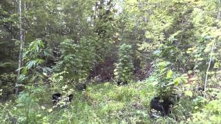 Outdoor Guerilla Grow 2013 - Part 5