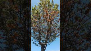 Southern Silky Oak