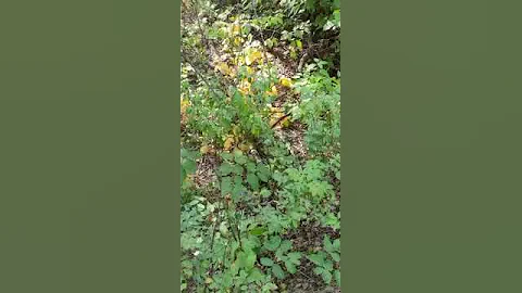 In the woods