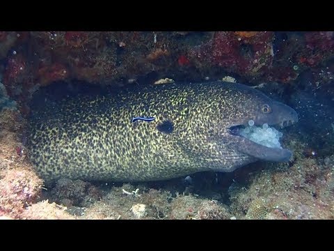 Greedy Eel Spotted Regurgitating Cluster Of Eggs - This unlucky eel’s meal clearly didn’t EGG-ree with it as it ended up regurgitating a cluster of eggs.