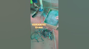 Cách làm bẫy chim cò vạc