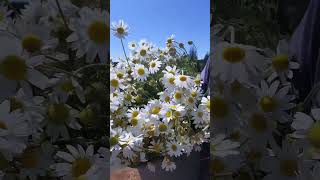 #chamomile #tea #flowers #herbs #organic #nature #essentialoils #vegan #shortvideo #shortsvideo #usa