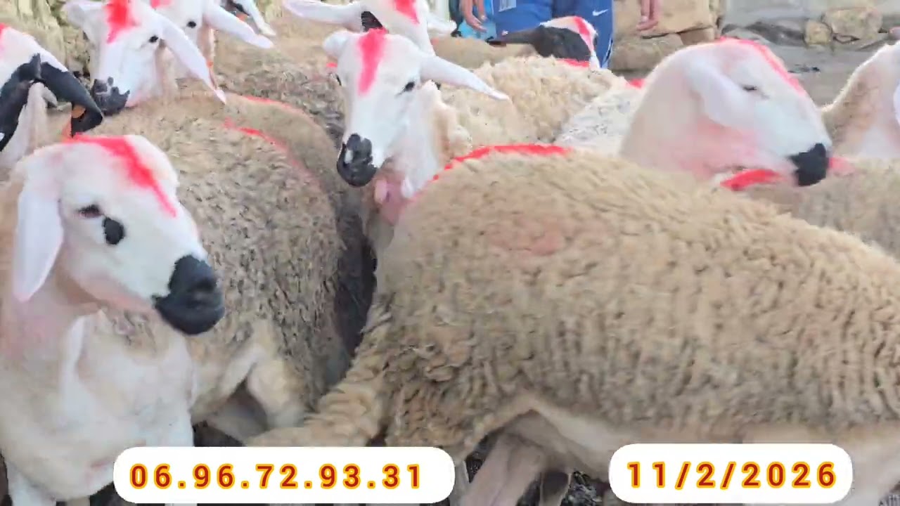 13 حولية لبيع منطقة كيسر إقليم سطات الهاتف 06.96.72.93.31 